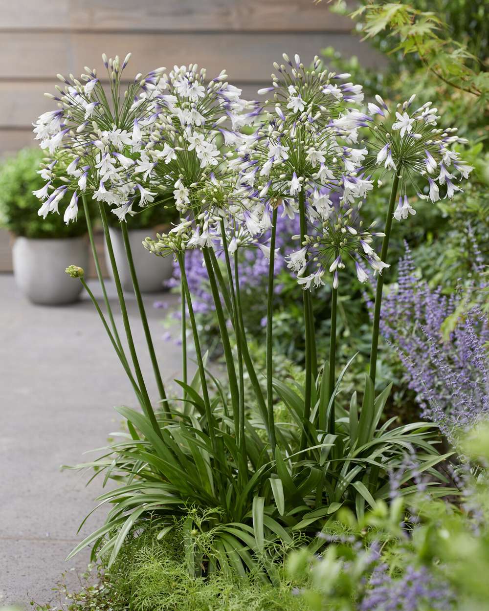 Skærmlilje 'Fireworks'